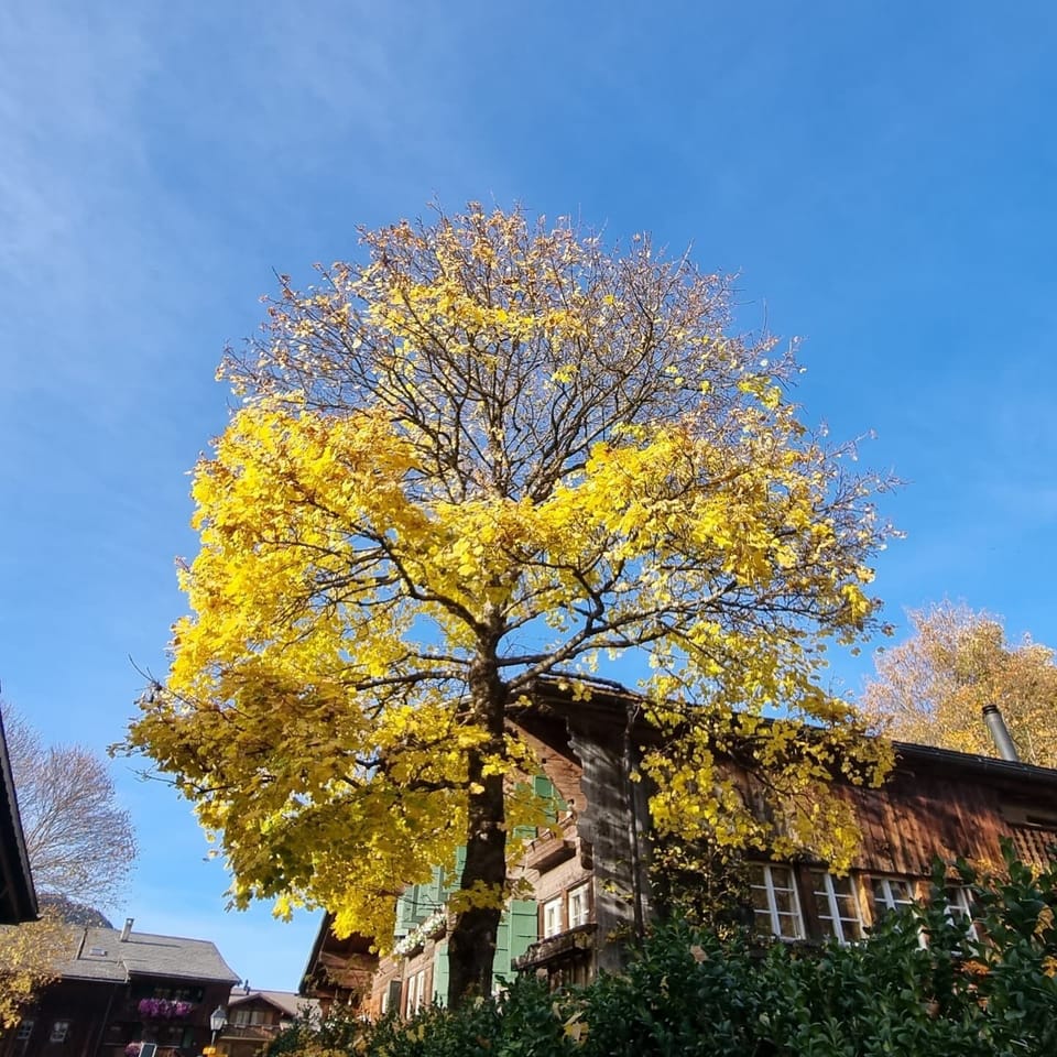 FALL TREE
