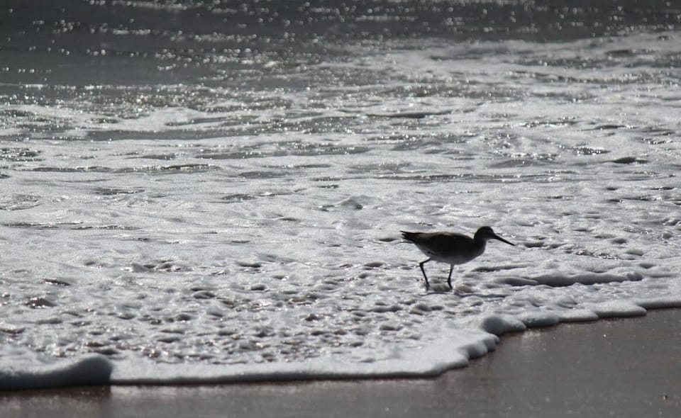 Bird watchers? You've come to the right place!