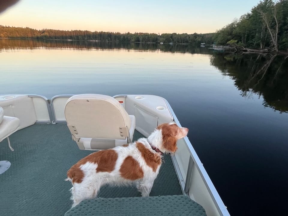 Pet-friendly