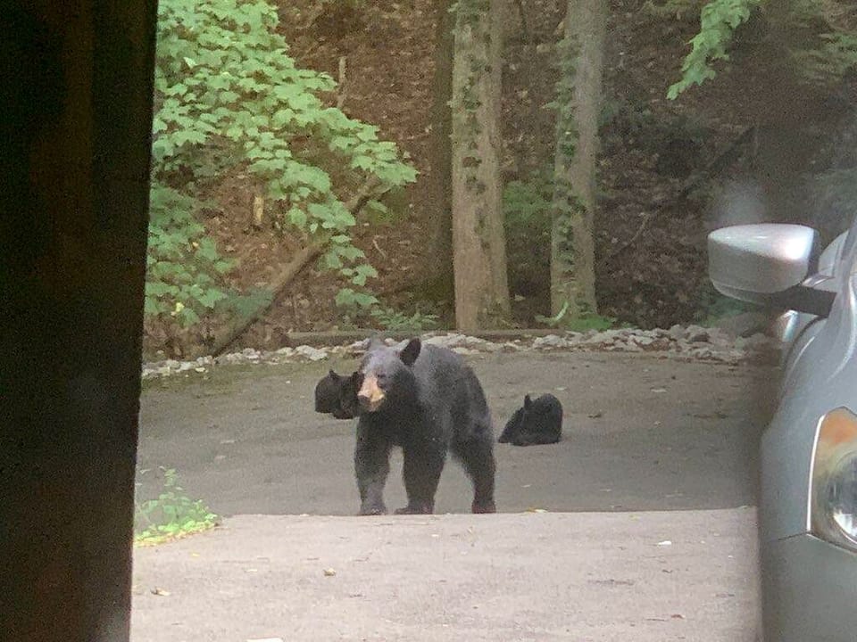 Bear sighing near us. :)