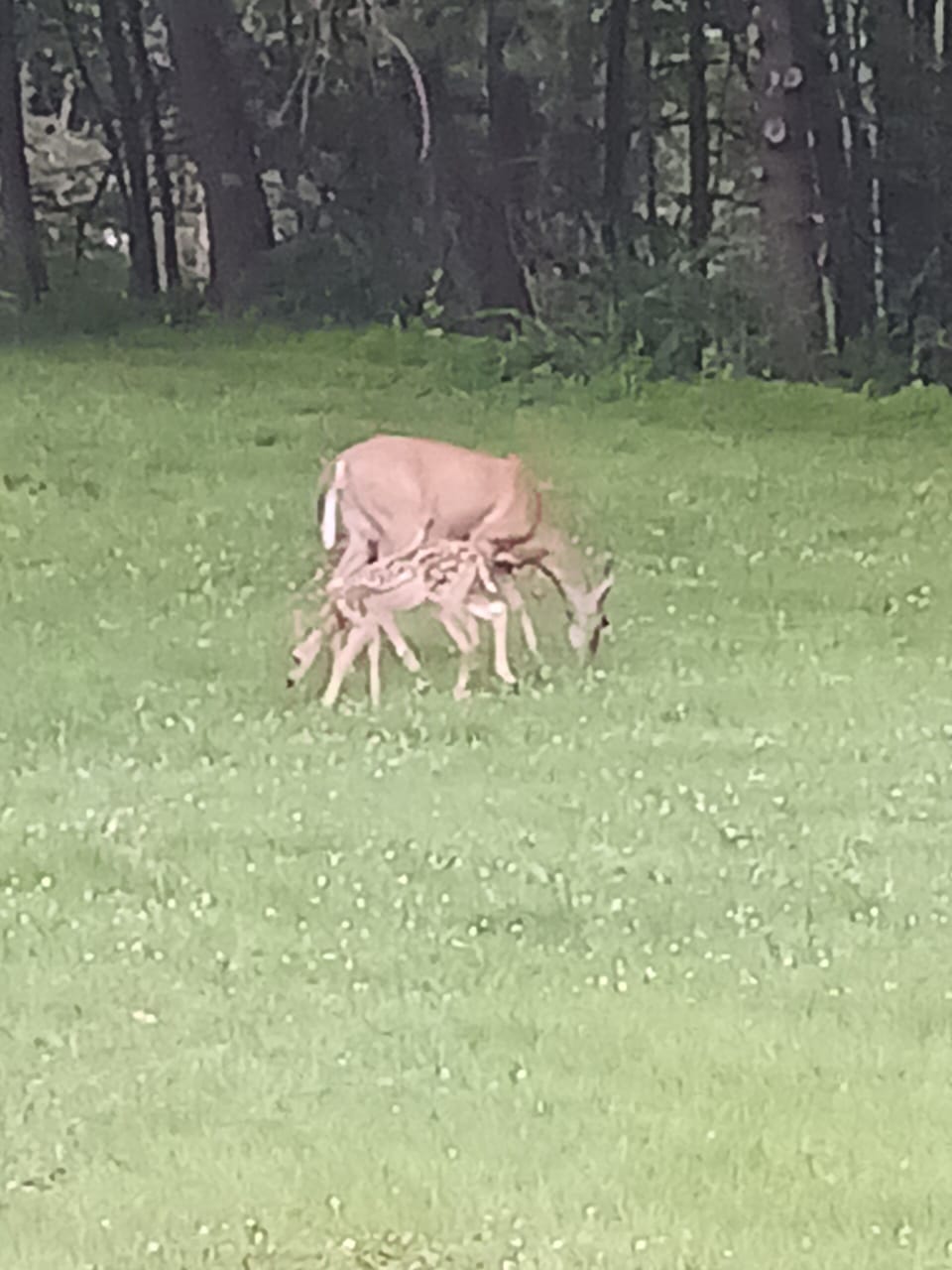 Bambi....