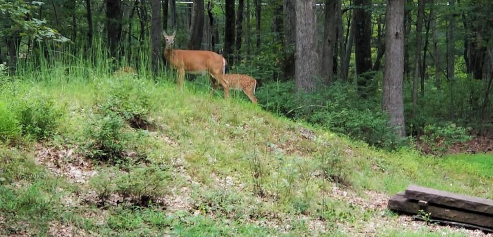 Frequent glimpses of nature at its best!!! Mom and baby by our fire pit.  