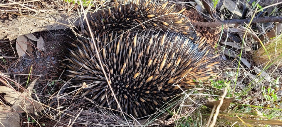               Echidna -Pioneer Park