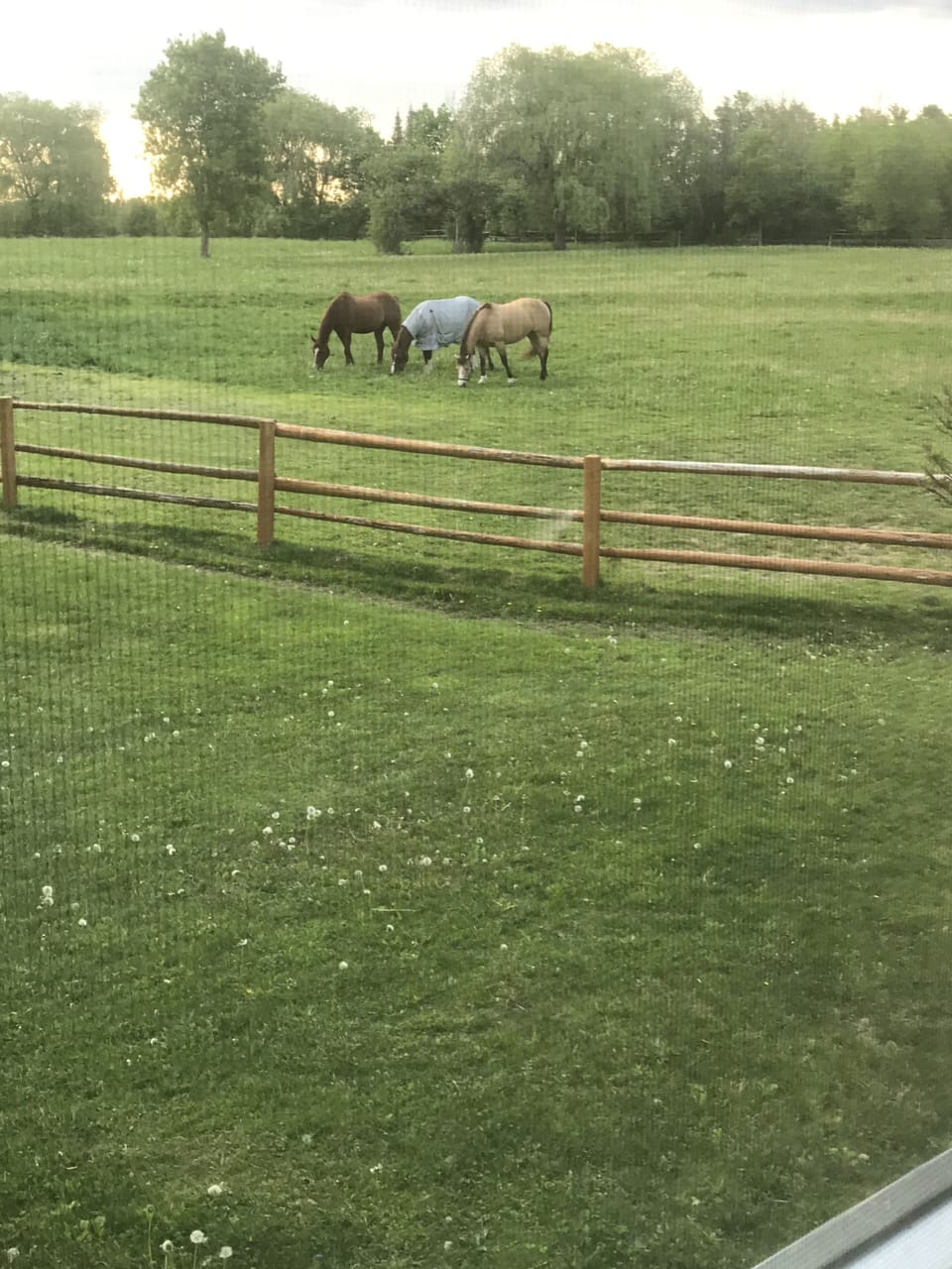 Come and meet all the Quarter horses. Foal coming- late January
Bring carrots🥰