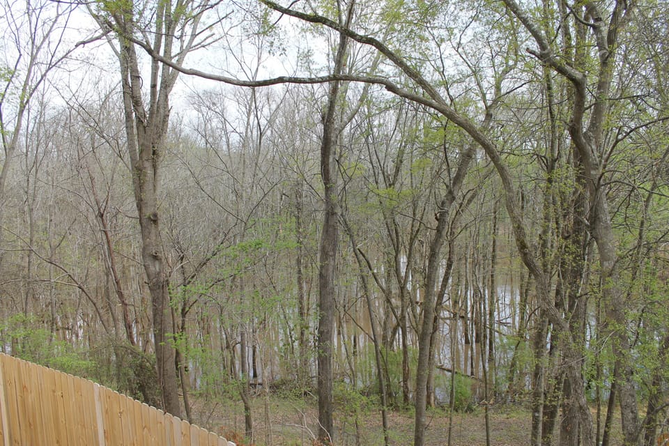 Woods and seasonal creek overlook from the house
