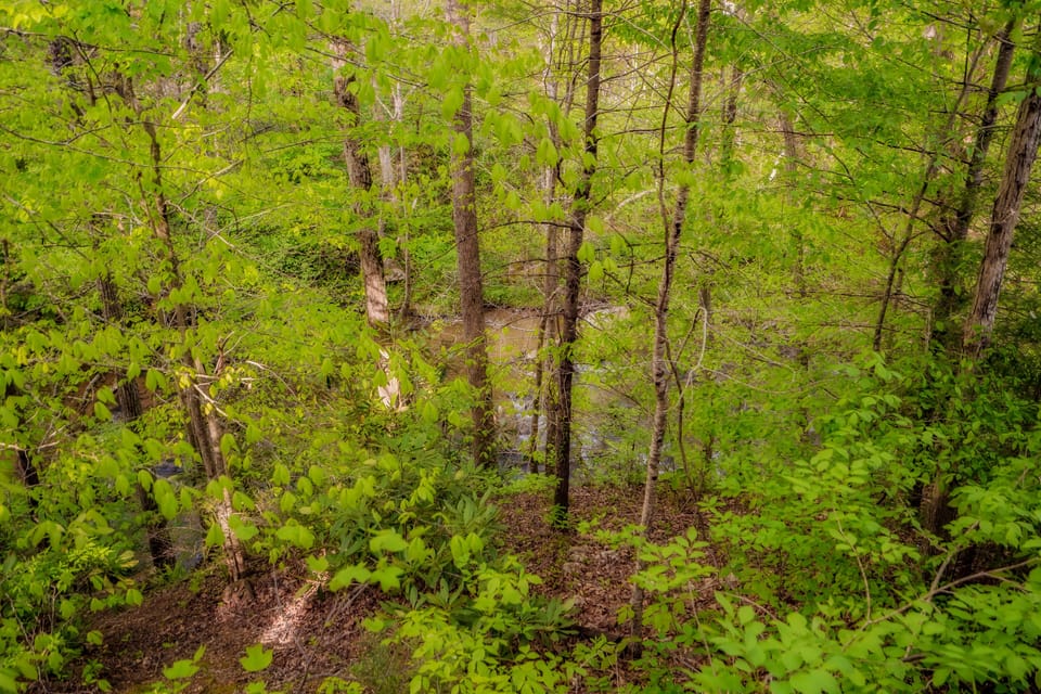 Stream directly behind the cabin, so peaceful! 