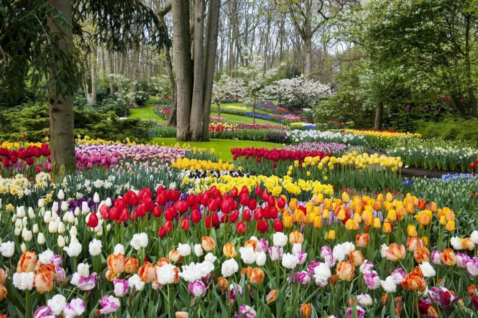 Vanaf de Studio tussen de bossen en de bollenvelden naar de Keukenhof is het maar een korte rit. Heeft u geen vervoer? De bus naar het Keukenhof ligt op loopafstand!