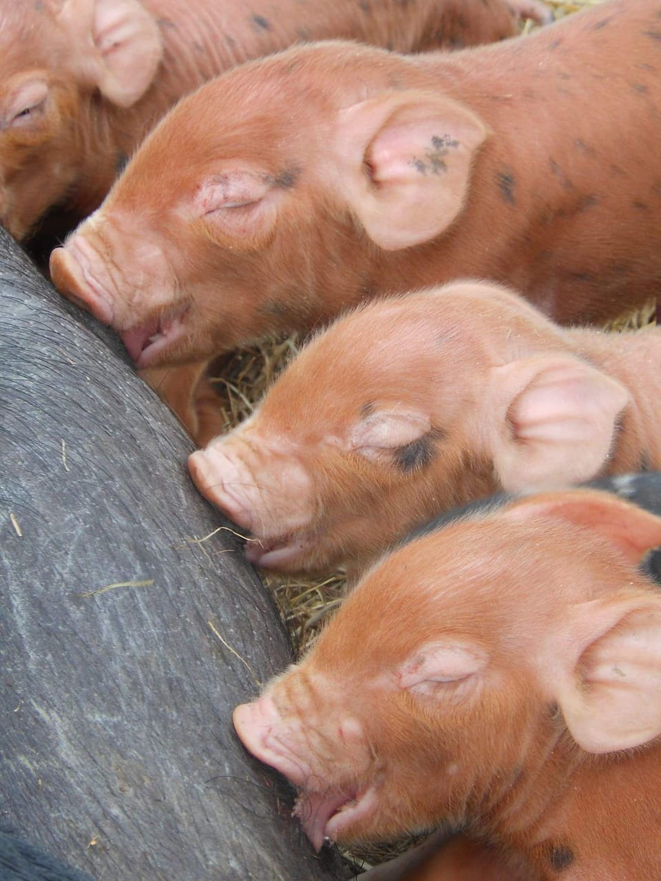 The farm raises Berkshire Wattle hogs
