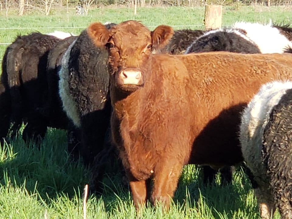 We raise Devon and Galloway cross cows.
