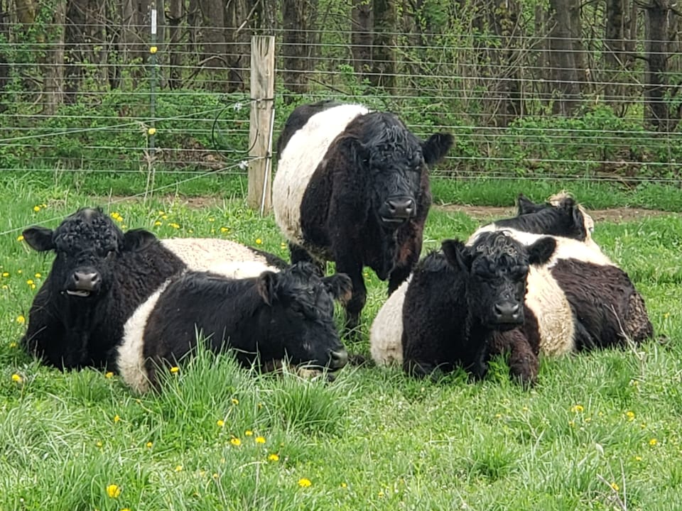 The farm raises 100% grass-fed meat