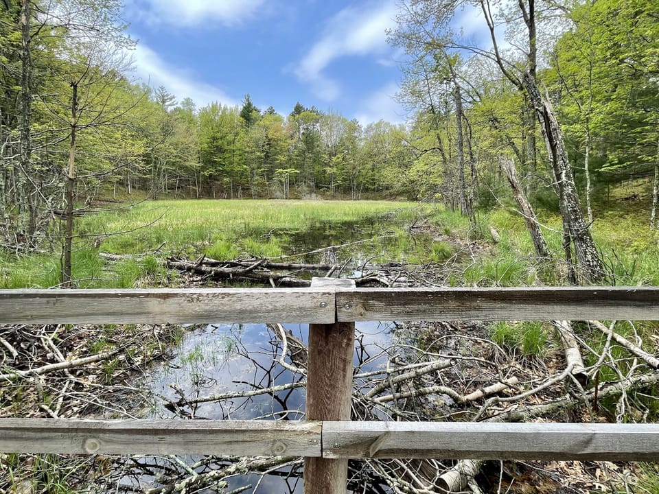 View to Beaver Dam from Johnson Trail