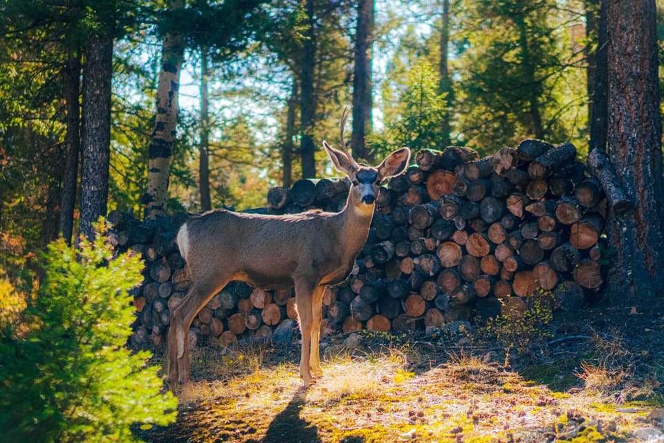 Wildlife Nearby