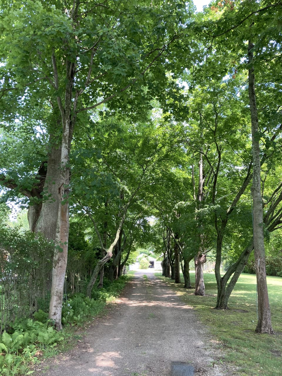 Driveway, looking in