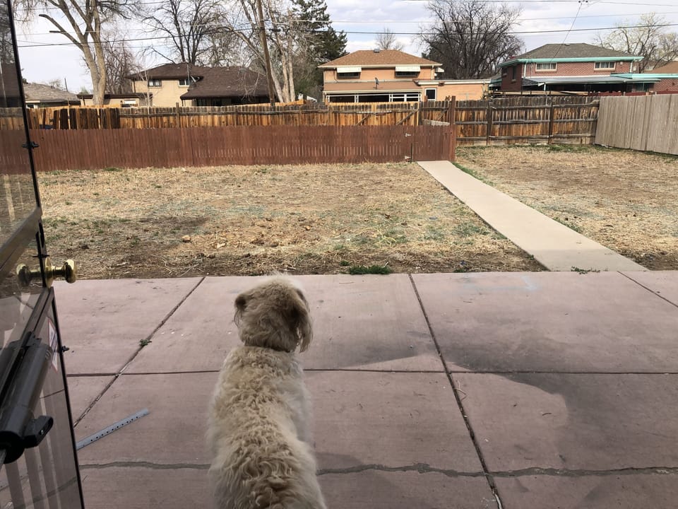 Fully fenced Backyard 