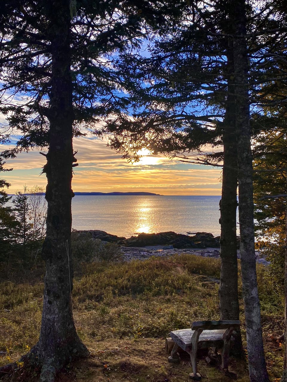 Picture from guest Matthew - sunrise through the boreal forest spruce trees