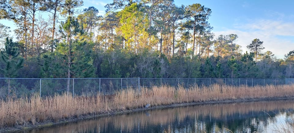 Florida protected green area just outside of the house 