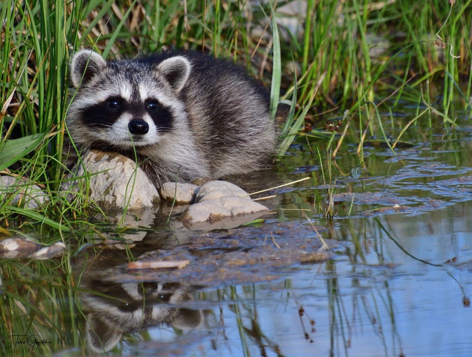 Photo credit: Terri Gazdik