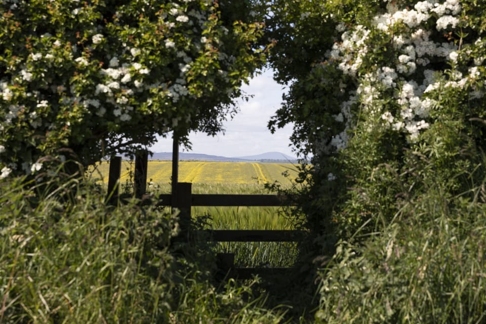 Lyme Grass - surrounding countryside