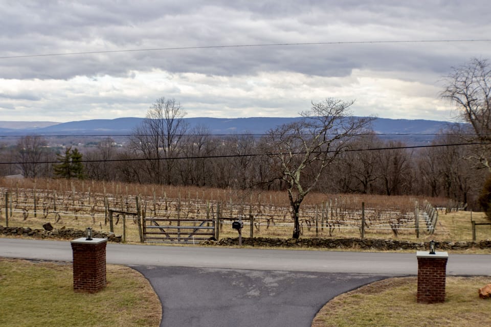 Westward vineyard view (winter version)