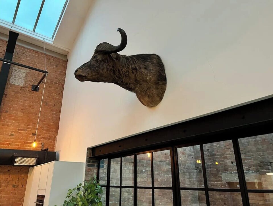 Nigel the water buffalo