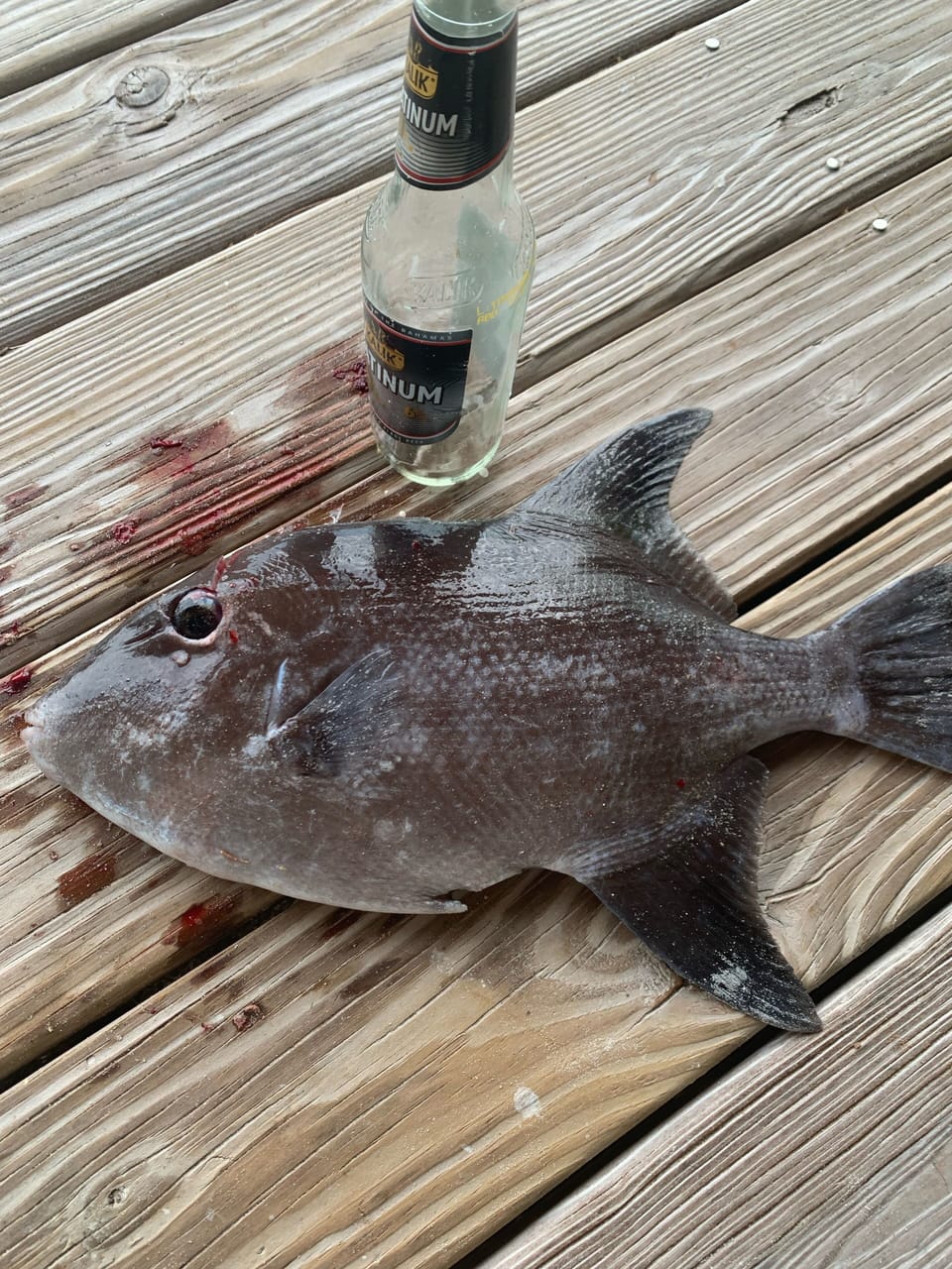 Trigger Fish caught near house. 