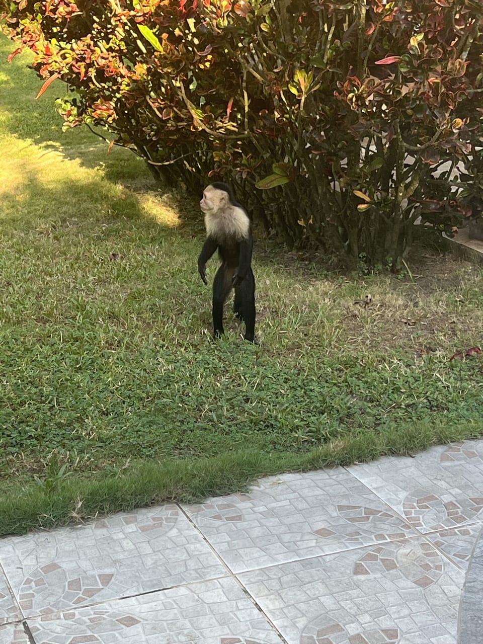 Monkey in backyard