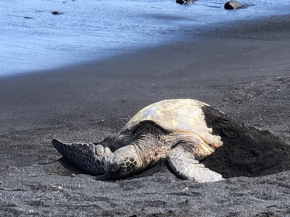 Turtle, Water, Sea, Ocean, Outdoors