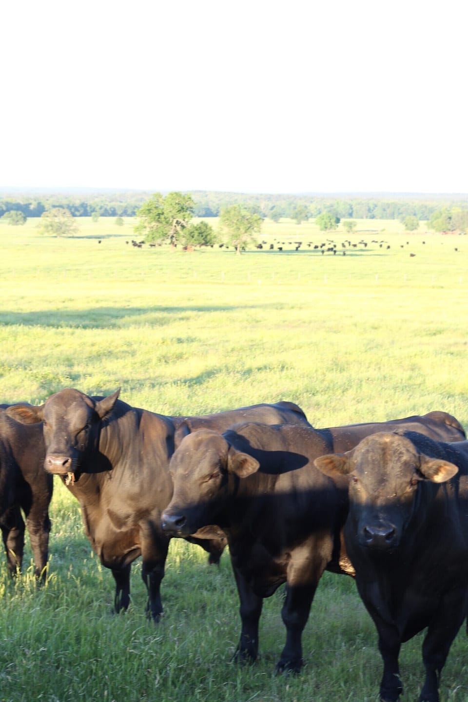 Working cattle ranch
