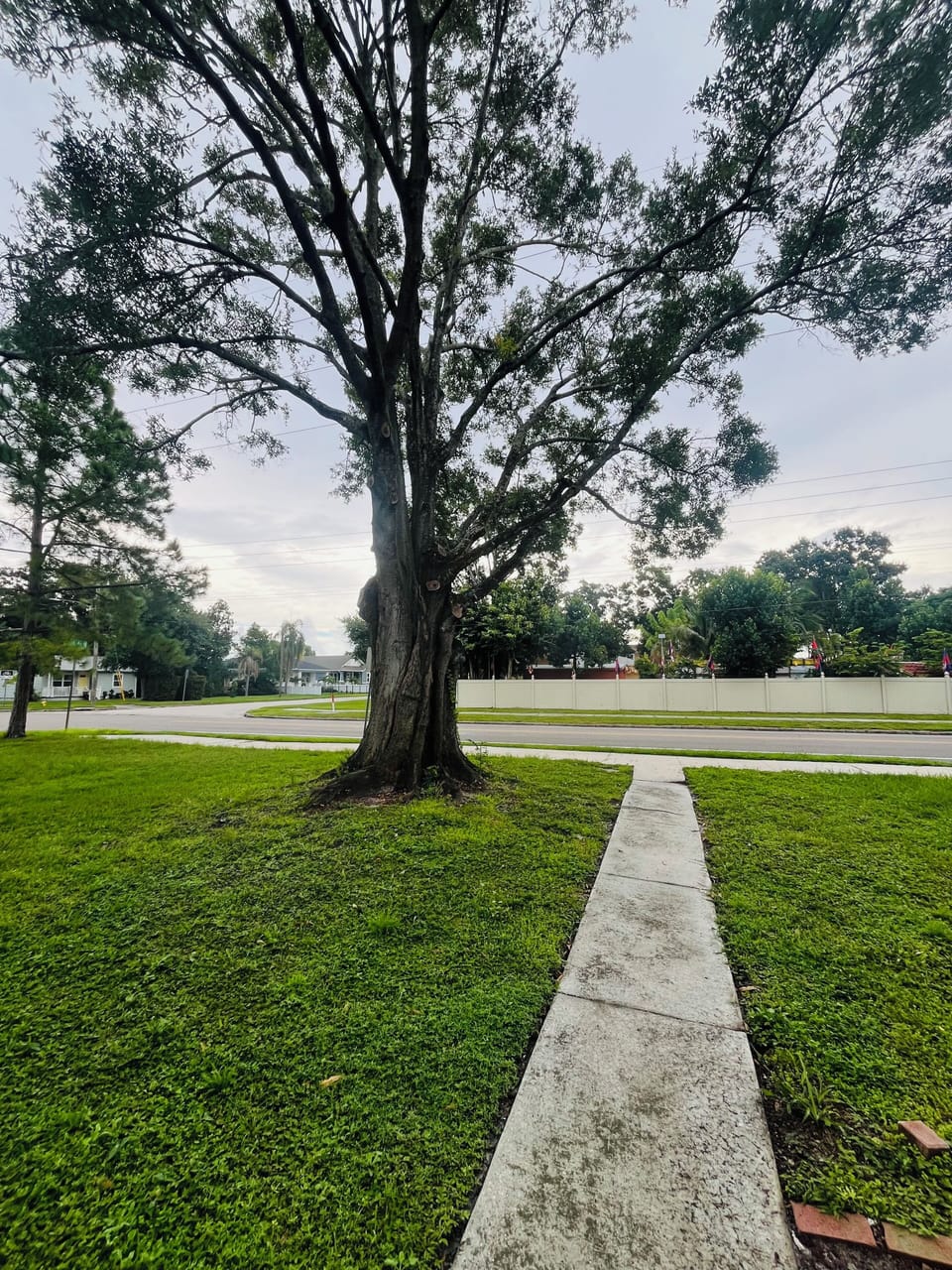 Front yard
