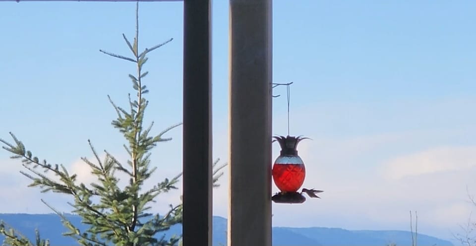 Watching the hummingbirds is one of guests favorite things to do at the house. 
