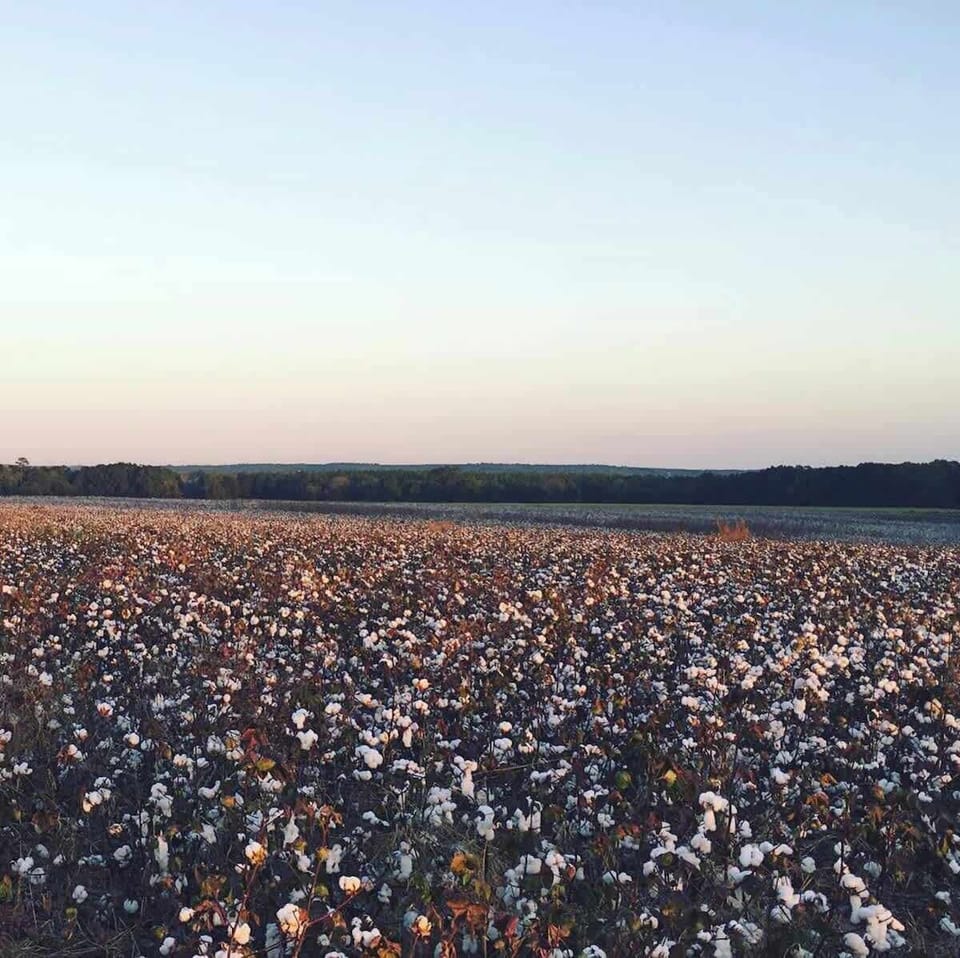 Cotton fields of AL