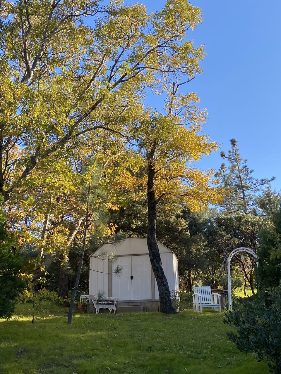 Fall foliage in the back yard...plenty of room to roam