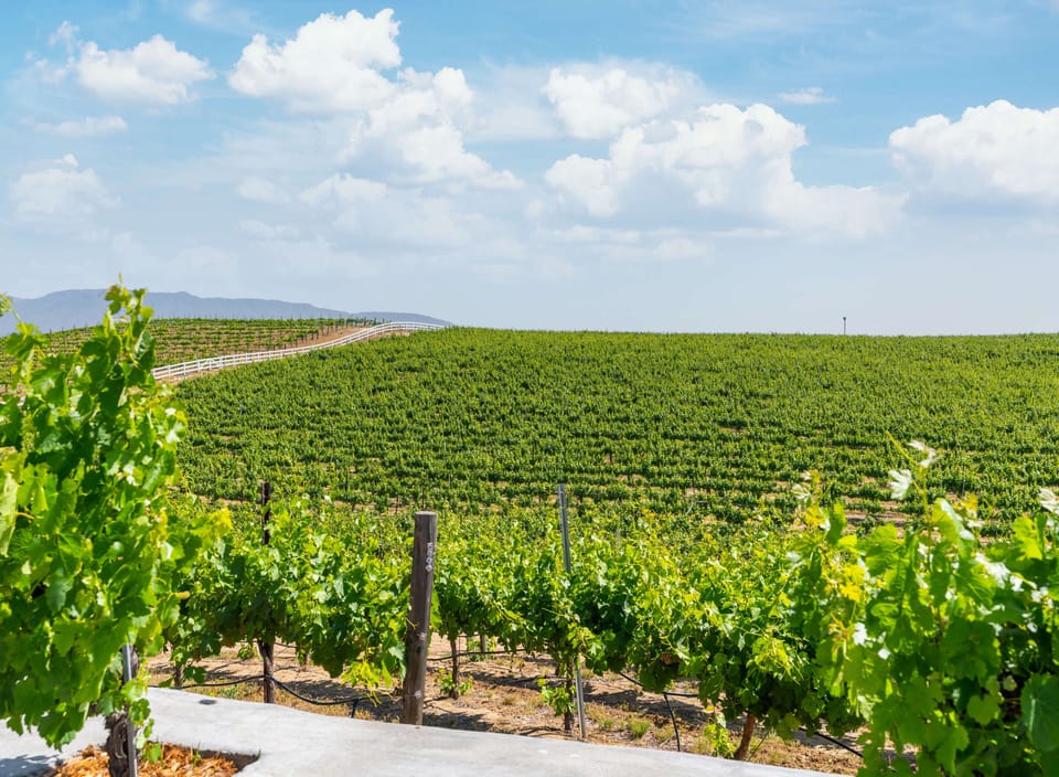 Casa Vinedo is nestled in-between a mature, 9-acer vineyard
