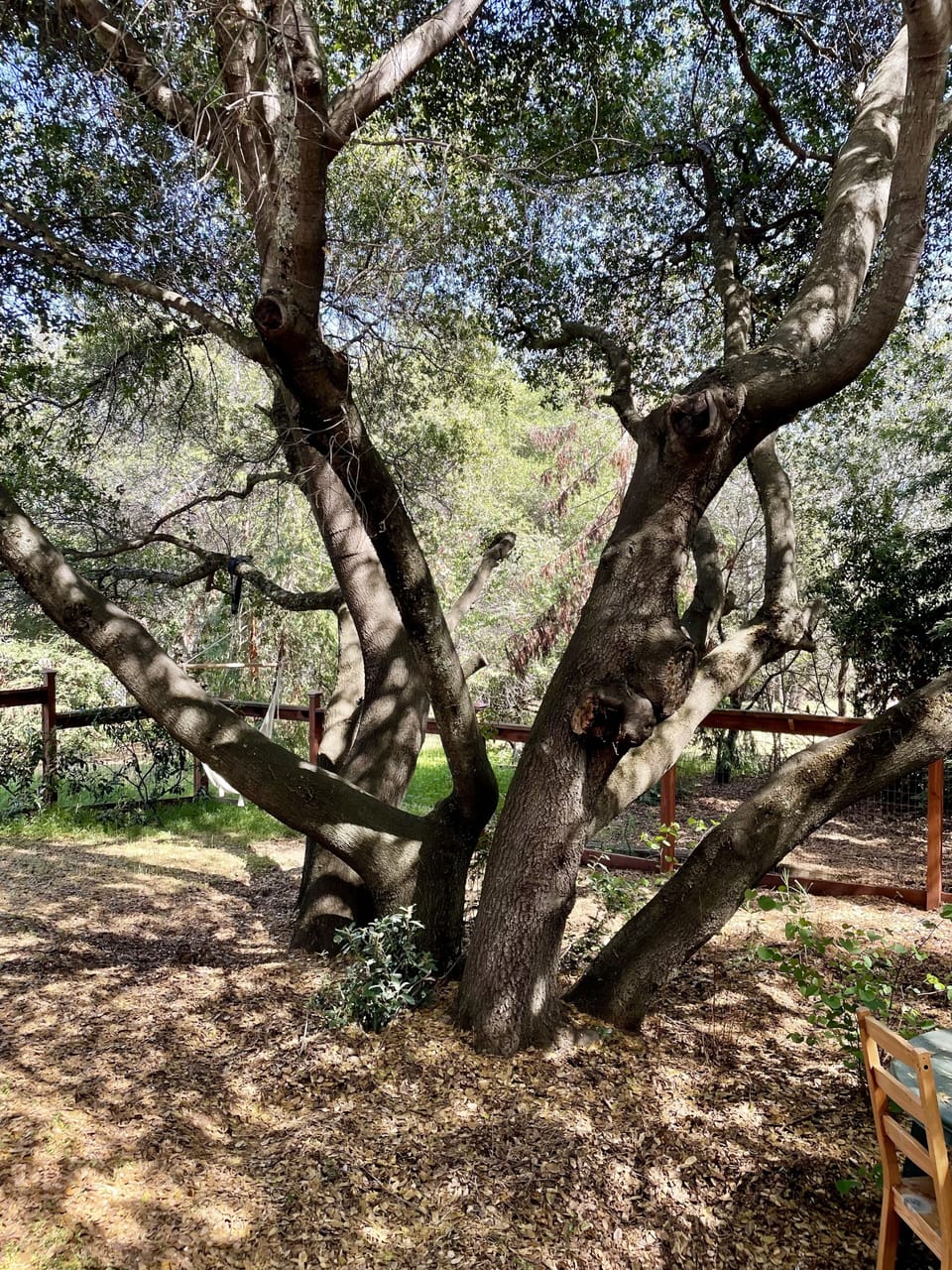 Beautiful mature oaks.