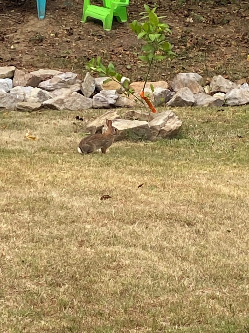 Sprint the Rabbit loves to visit:)