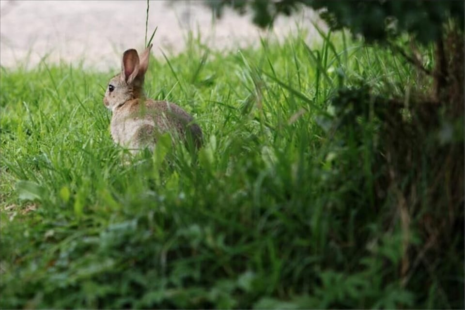 Wildlife At Lodge