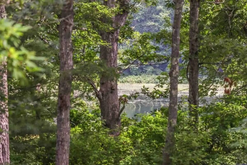 Pond View