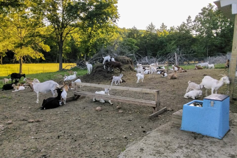 Goat Farm On-Site