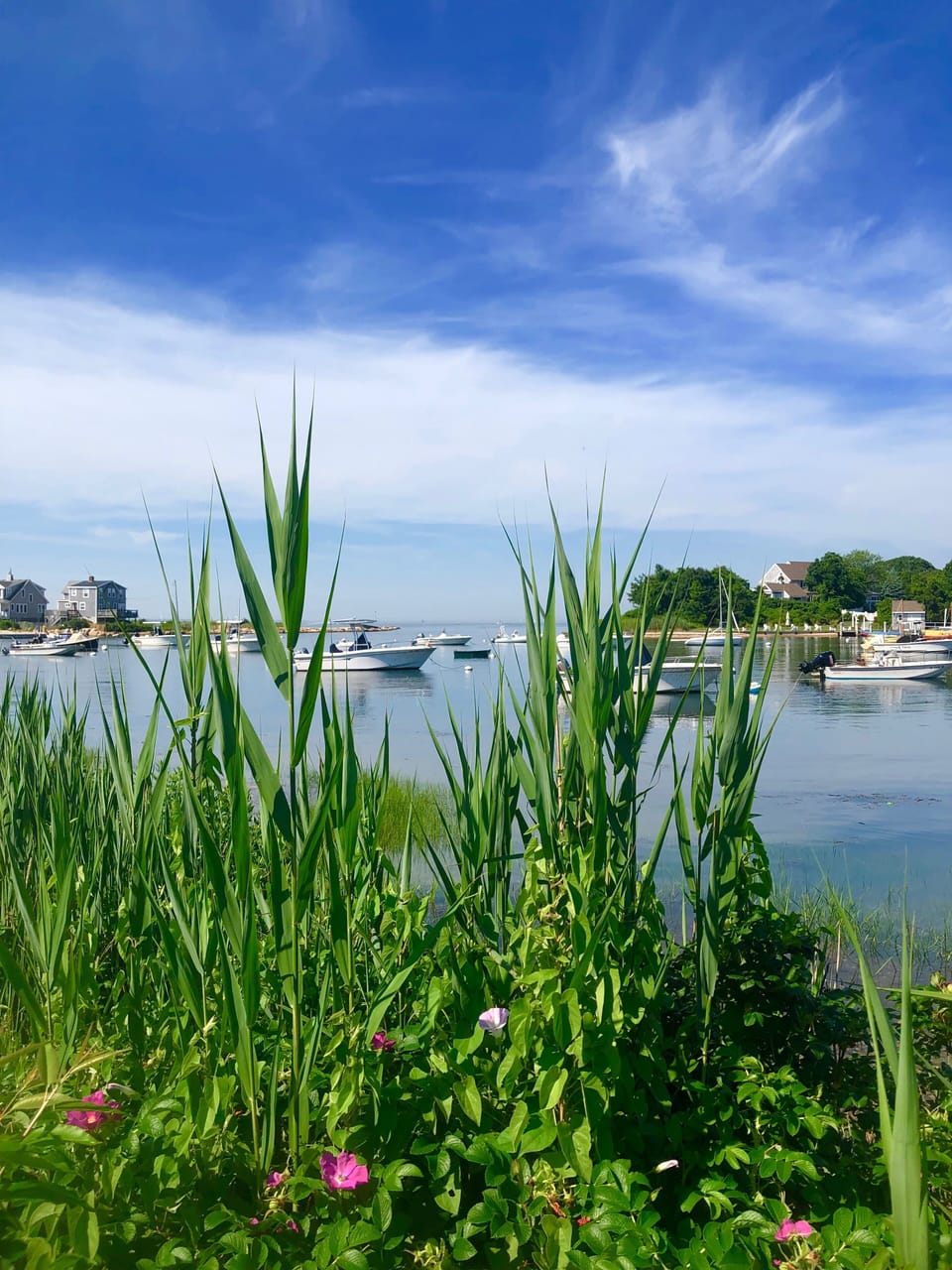 Wild Harbor