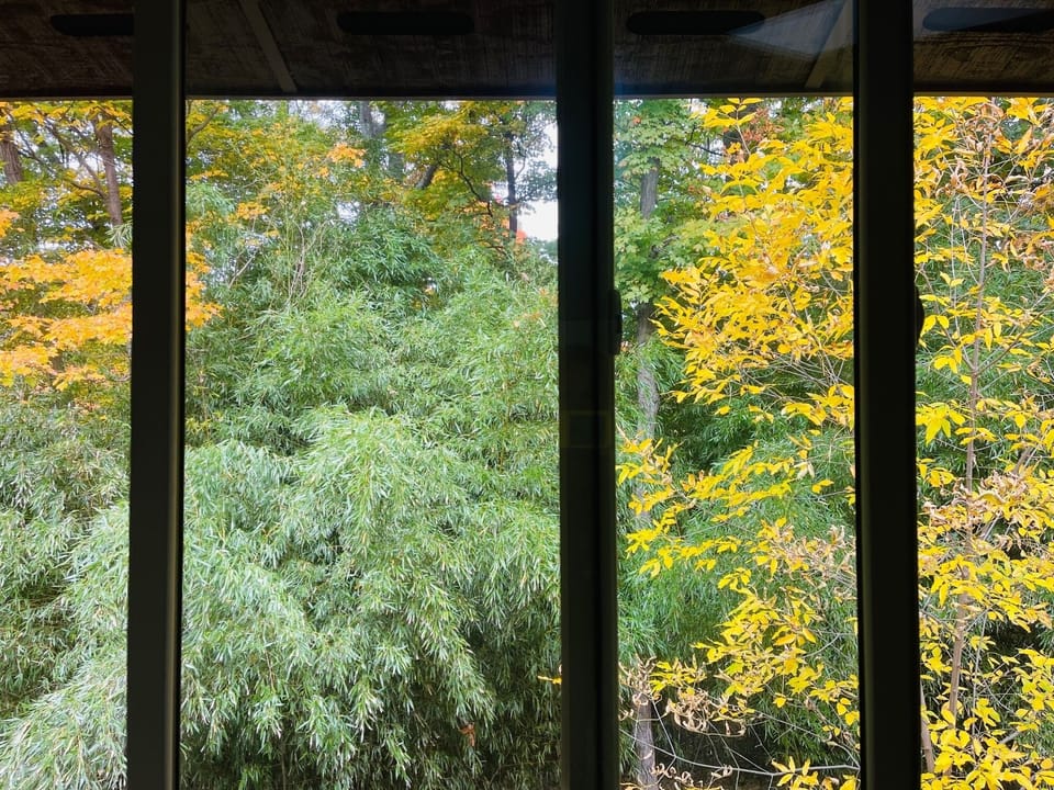 Lodge- view from king bedroom window facing a bamboo forest 

