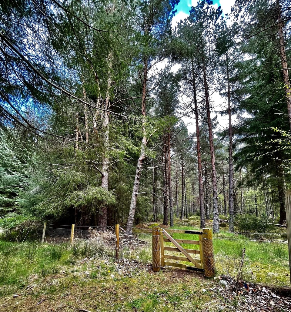 Back garden gate to the forest...