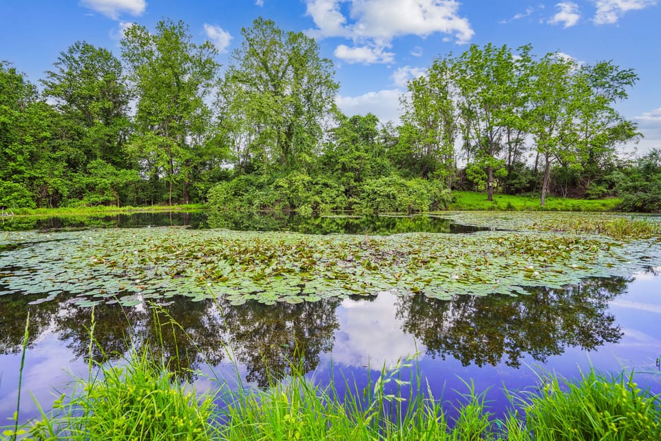 Pond to visit