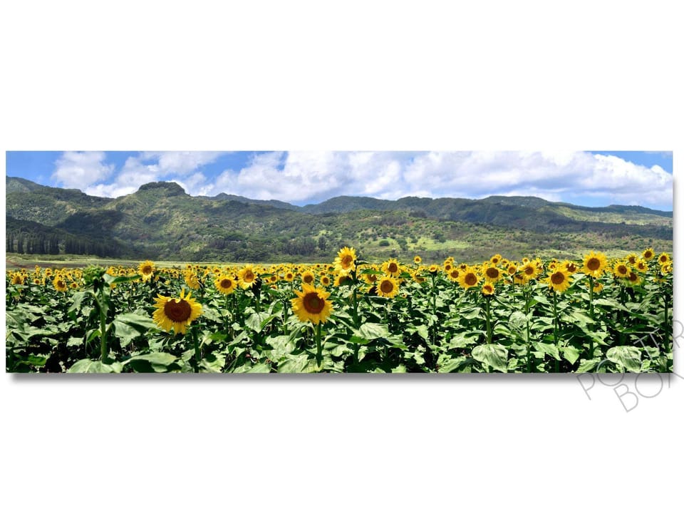 Sunflower fields in neighboring farmland