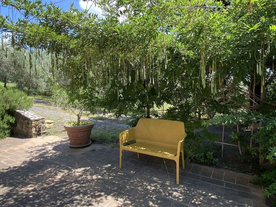 Plant, Plant Community, Outdoor Bench, Shade, Tree, Outdoor Furniture, Land Lot, Natural Landscape, Terrestrial Plant, Groundcover