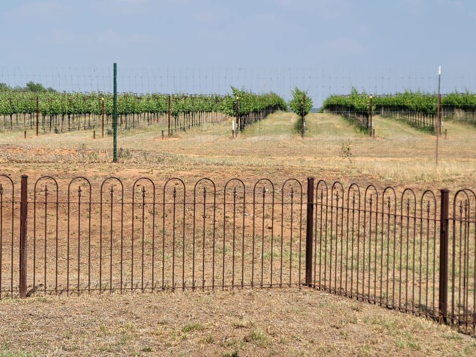 Just outside the fenced courtyard is Uplift Vineyard.