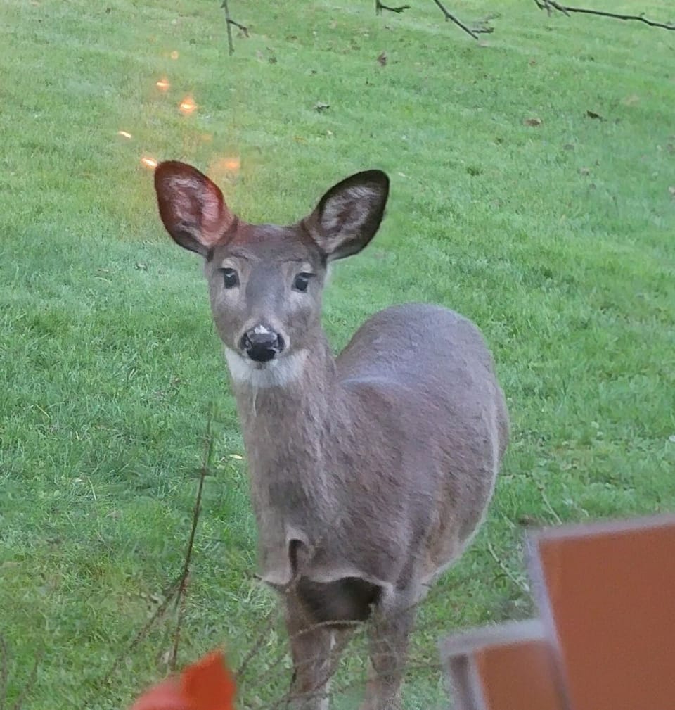 Deer right outside the dining room window.  They like to come to the bird feeder