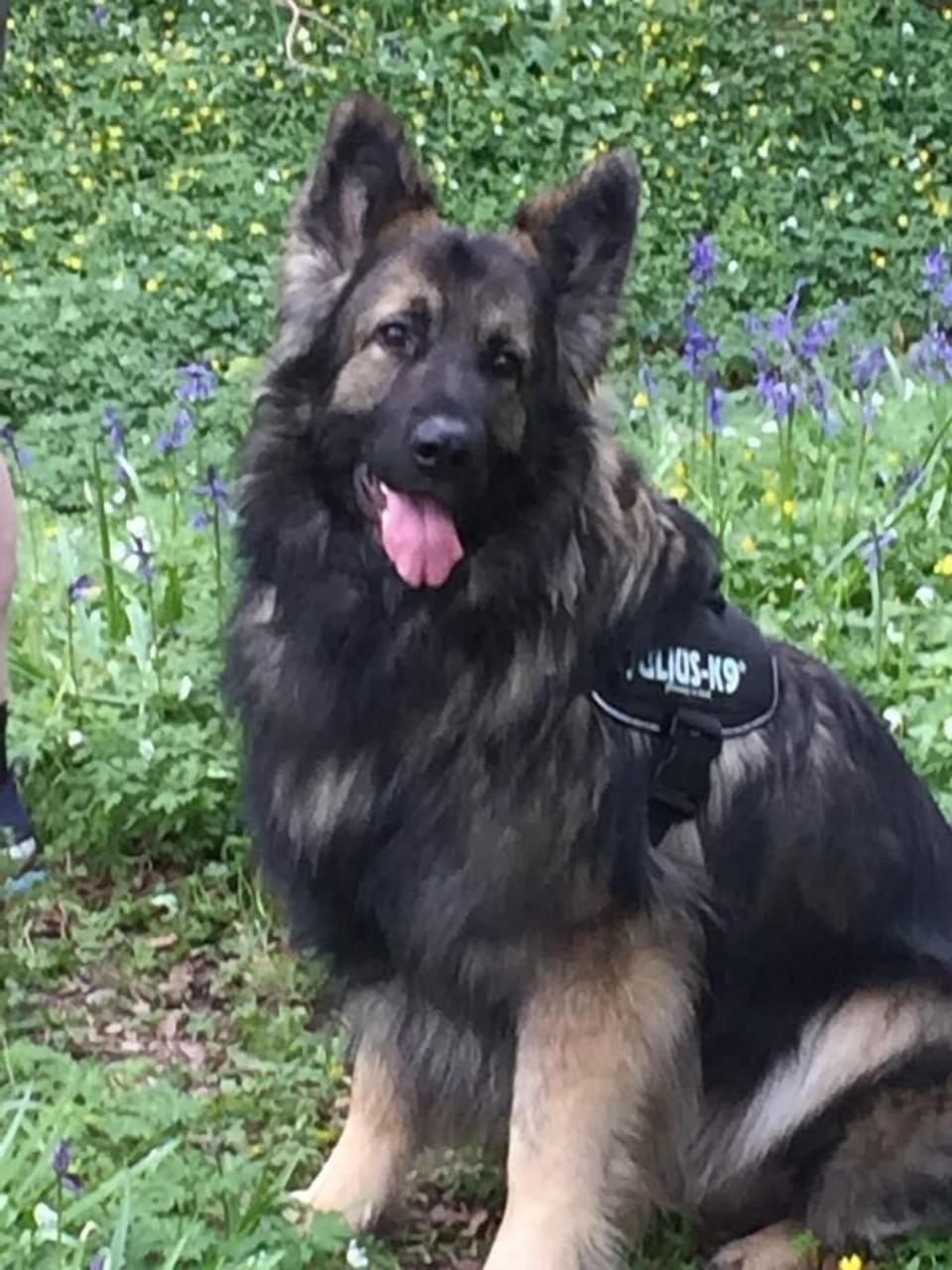 Wolfe our Friendly German Shephard