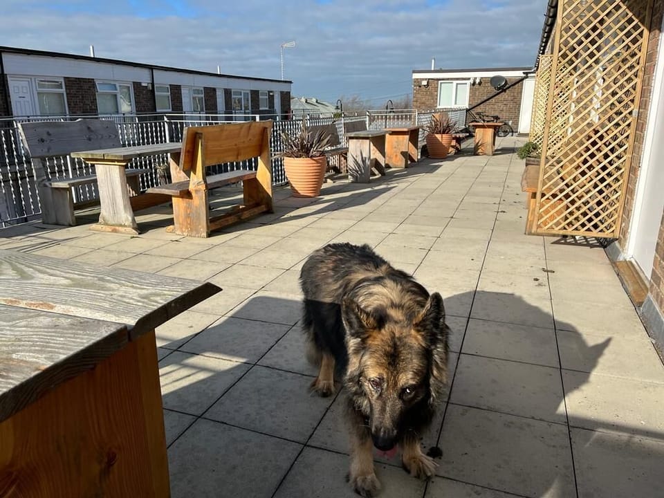 Communal Balcony with Wolfe the dog