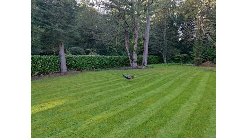 A peacock roaming the private garden