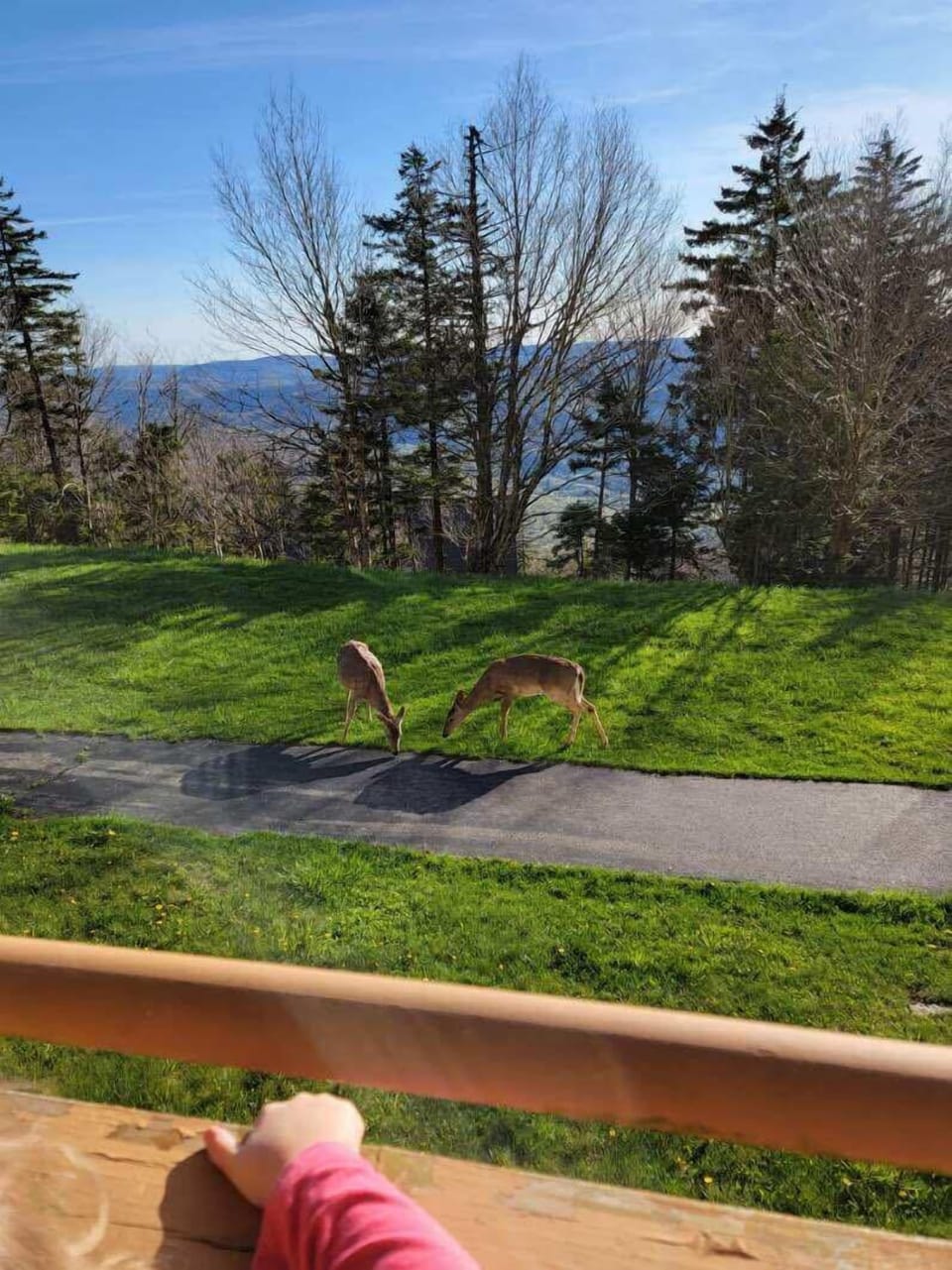 Deer - Picture taken from unit's balcony